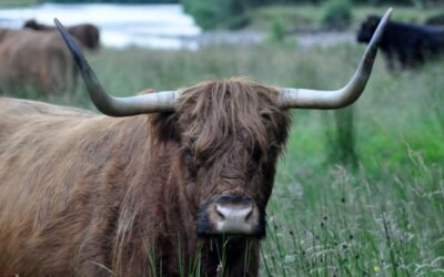 15 Ways to Take the Bull by the Horns This Week (While Protecting Your Work-Life Balance)